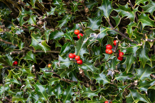 Decorative Shiny Lingonberries Among Evergreen Leaves