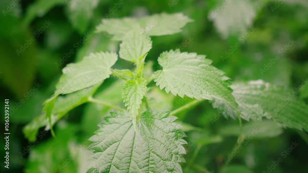 slowly rotating shot of stinging nettle leaves hit by the the rain with blurred background in the wind slowly rotating shot of stinging nettle leaves hit by the the rain with blurred background in the wind