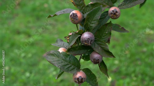 Medlar in natural ambient, ripening (Mespilus germanica) - (4K) photo