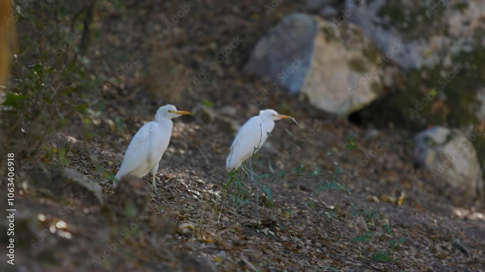 Cattle Egret (Bubulcus ibis) Bird in natural habitat- Close-up. Bird's Behavior in a Wild. Cattle Egret (Bubulcus ibis) Bird in natural habitat- Close-up. Bird's Behavior in a Wild.