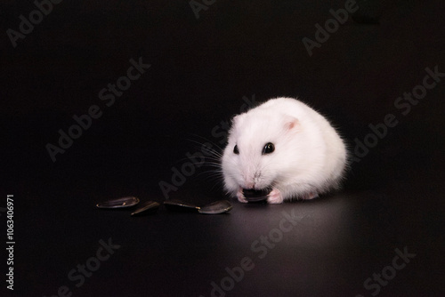 mouse on black background
