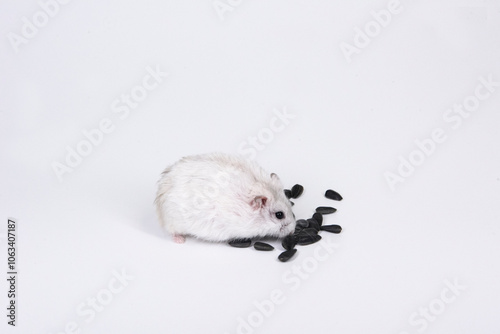 mouse eating sunflower seeds