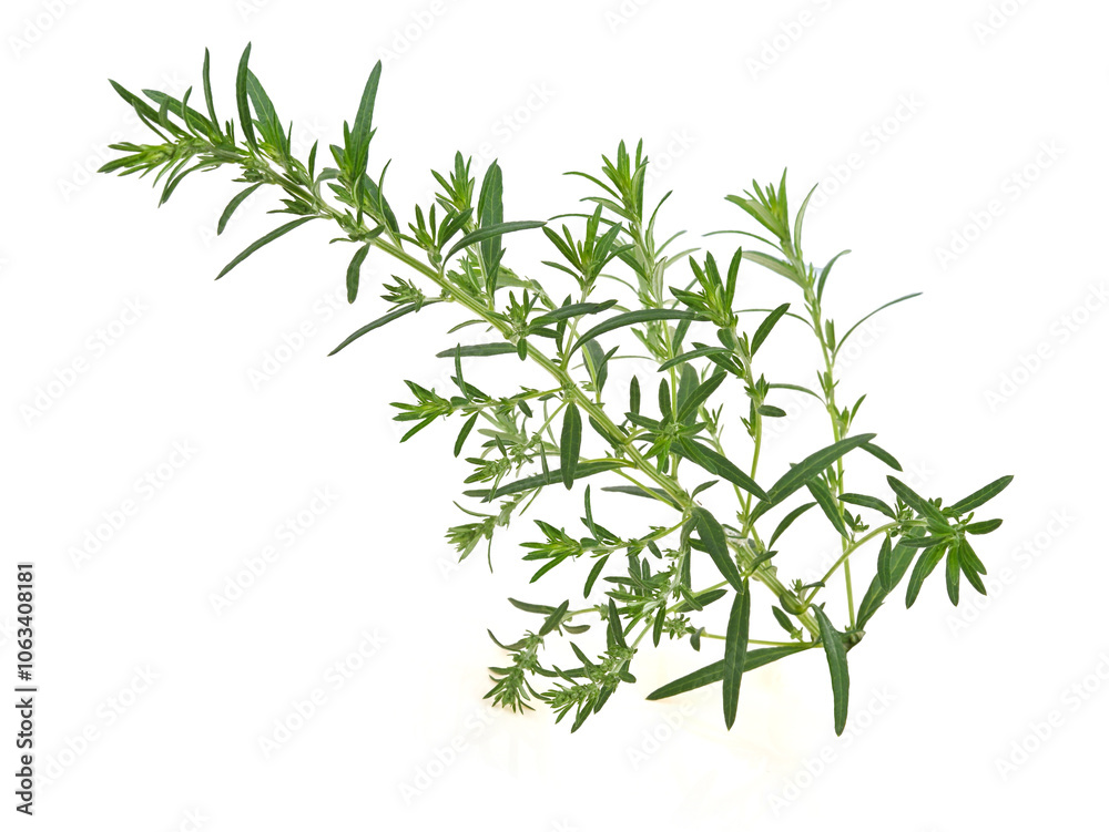 Artemisia vulgaris L, Sweet wormwood, Mugwort or artemisia annua branch green leaves on white background Artemisia vulgaris L, Sweet wormwood, Mugwort or artemisia annua branch green leaves on white background