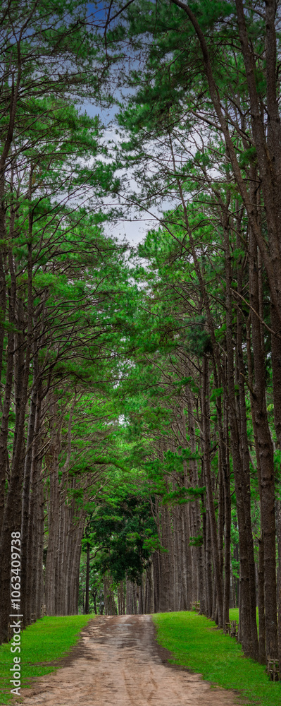 Beautiful landscape, Bo Kaew pine garden Ob Luang National Park Hot Mae Sariang Highway, Mae Chaem, Chiang Mai, beautiful blue sky Beautiful landscape, Bo Kaew pine garden Ob Luang National Park Hot Mae Sariang Highway, Mae Chaem, Chiang Mai, beautiful blue sky