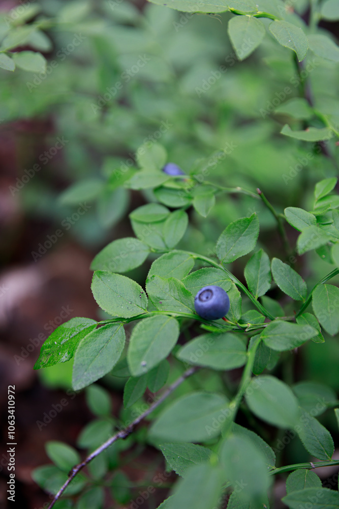 blueberries blueberries