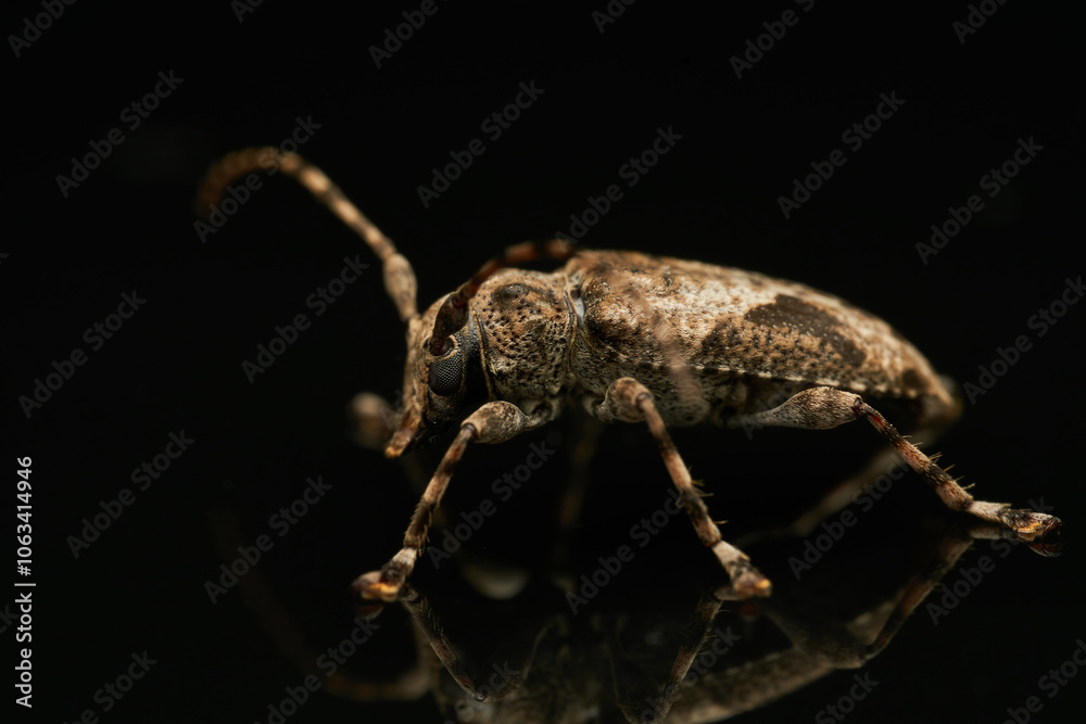 Fototapeta premium Jasper Beetle Reflection on Glass Close Up