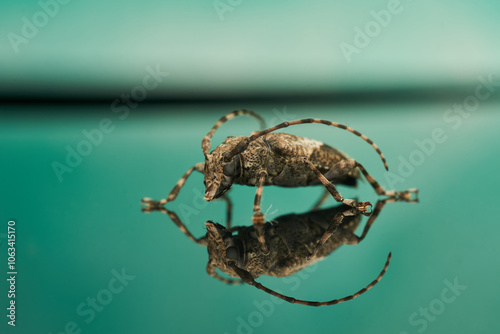 Aegomorphus jaspideus Reflection on Turquoise Background photo