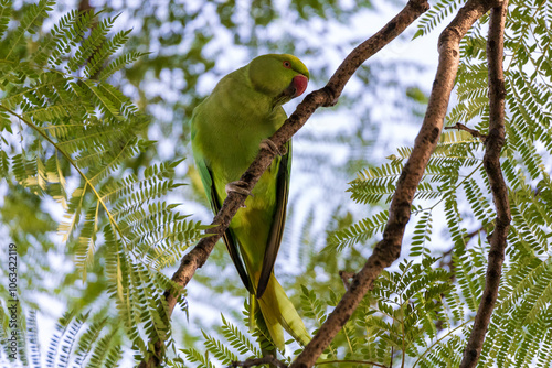 Rose-ringed Parakeet