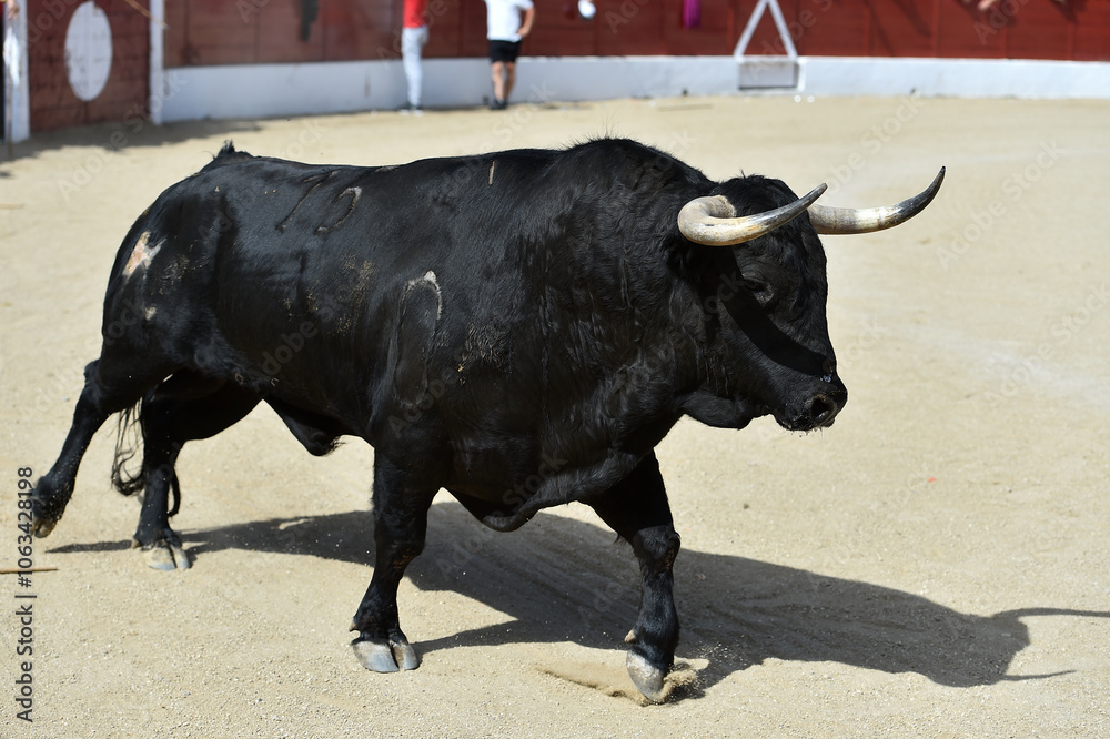 a brave bull with big horns in a traditional spectacle of bullfight in spain a brave bull with big horns in a traditional spectacle of bullfight in spain
