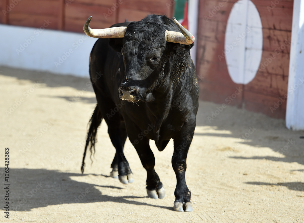 brave bull with big horns in a traditional spectacle of bullfight brave bull with big horns in a traditional spectacle of bullfight