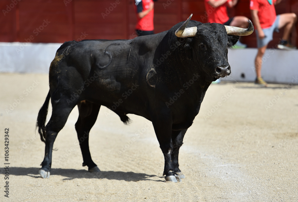 brave bull with big horns in a traditional spectacle of bullfight brave bull with big horns in a traditional spectacle of bullfight