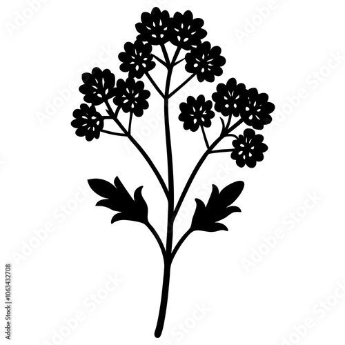 yarrow flower silhouette vector illustration