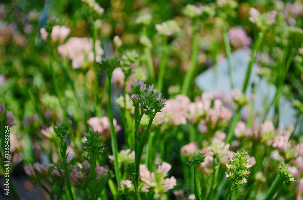 Macro shot of wavyleaf sea lavender limonium sinuatum flowers Macro shot of wavyleaf sea lavender limonium sinuatum flowers