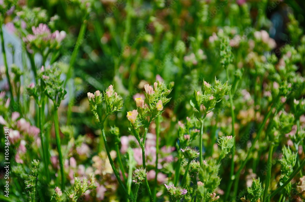 Macro shot of wavyleaf sea lavender limonium sinuatum flowers Macro shot of wavyleaf sea lavender limonium sinuatum flowers