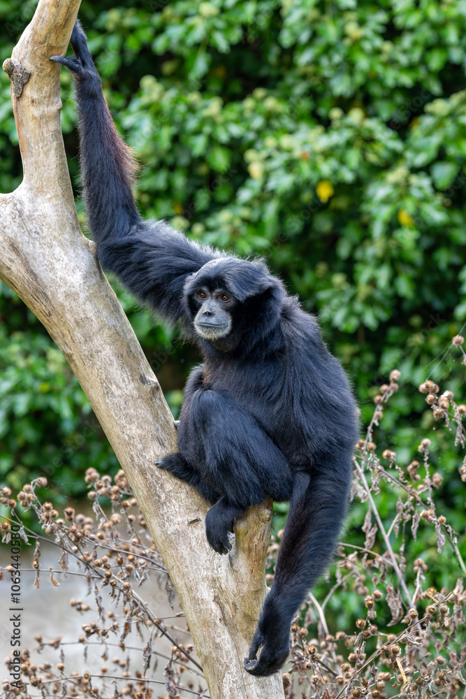 Siamang gibbon, Symphalangus syndactylus, siting in a tree. The largest gibbon and endemic to Indonesia, Malaysia and Thailand. Endangered in the wild.