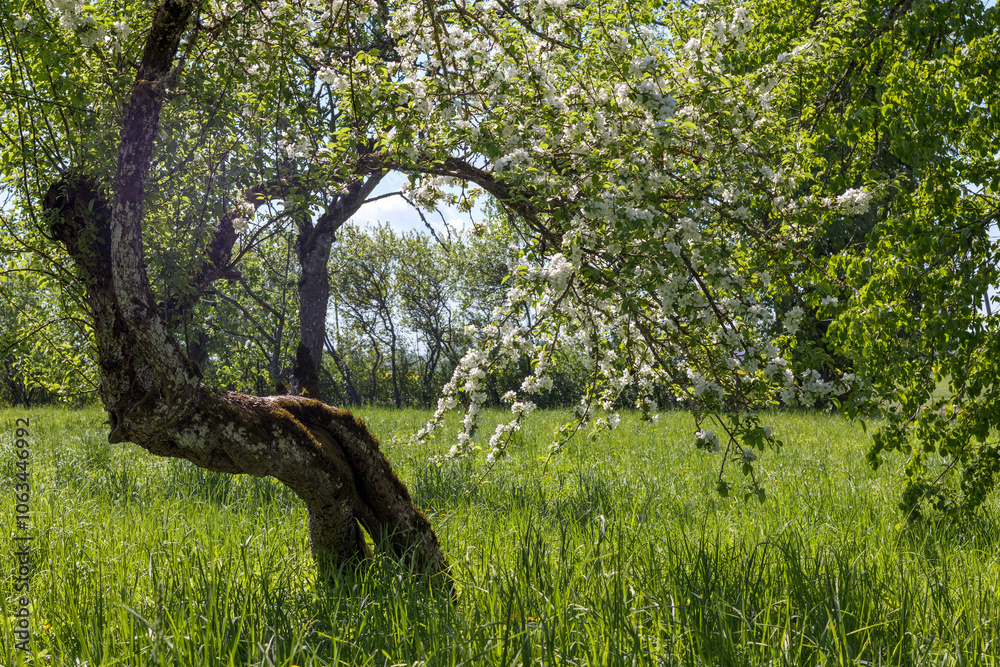 crooked apple blossoms white flowers in the garden crooked apple blossoms white flowers in the garden