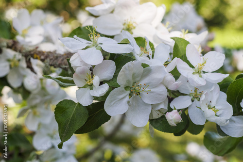  white apple blossom branches in spring