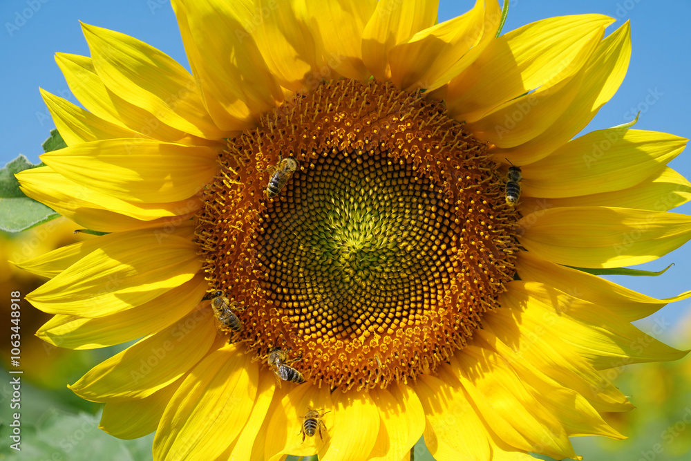 Naklejka premium Bees on beautiful yellow sunflower on the field