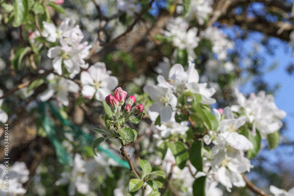 white and pink apple blossoms bloom in spring
white and pink apple blossoms bloom in spring
