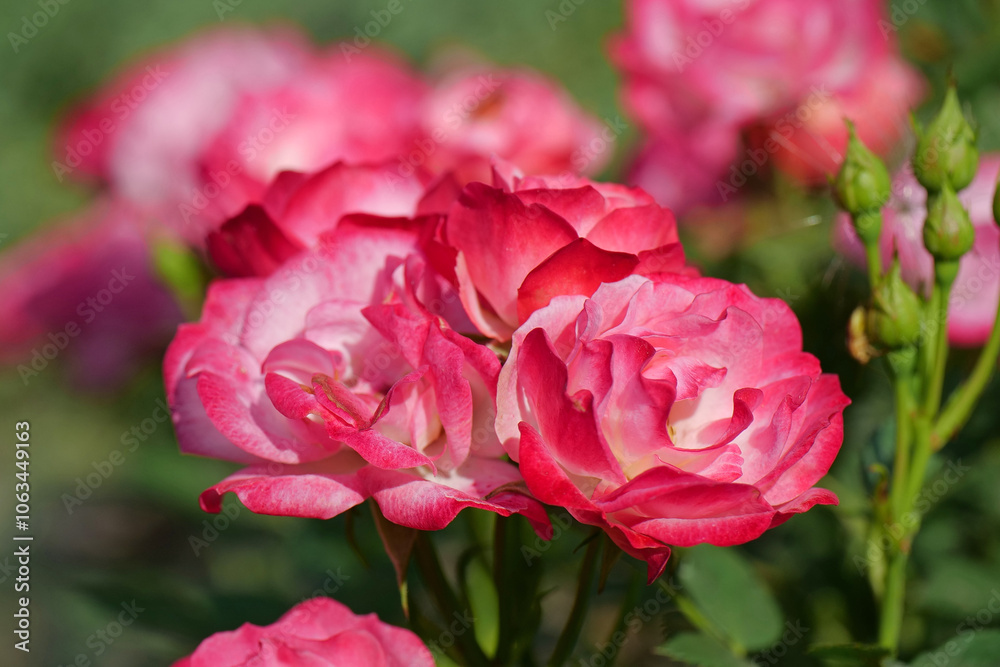 Beautiful vermilion roses in garden Beautiful vermilion roses in garden