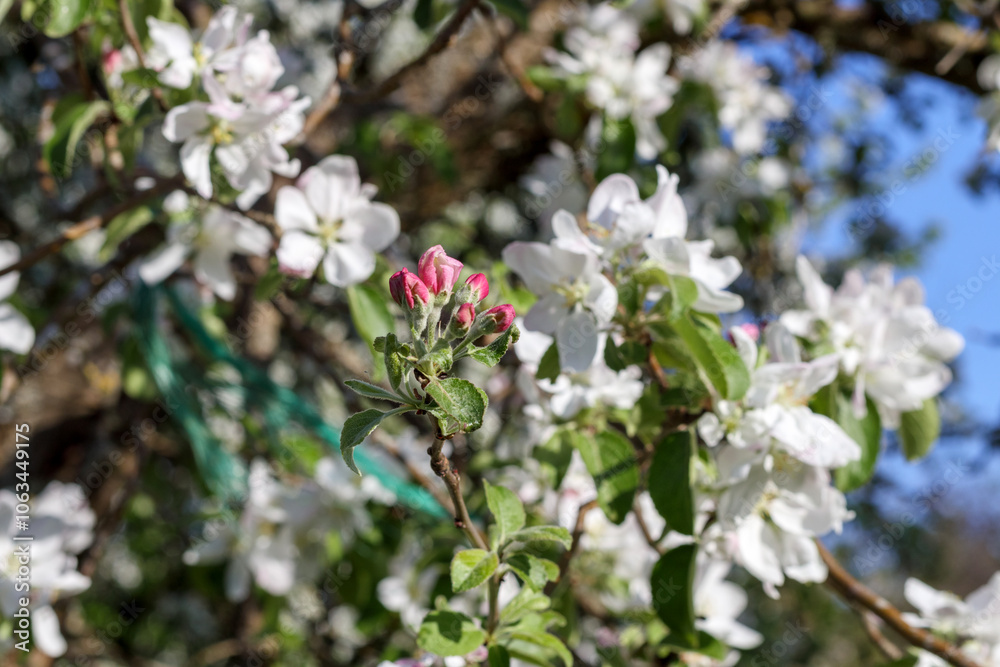 white and pink apple blossoms bloom in spring
white and pink apple blossoms bloom in spring