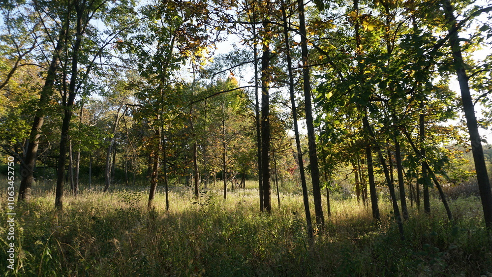 Sunny Forest Path with Tall Birch Trees in Early Autumn Sunny Forest Path with Tall Birch Trees in Early Autumn