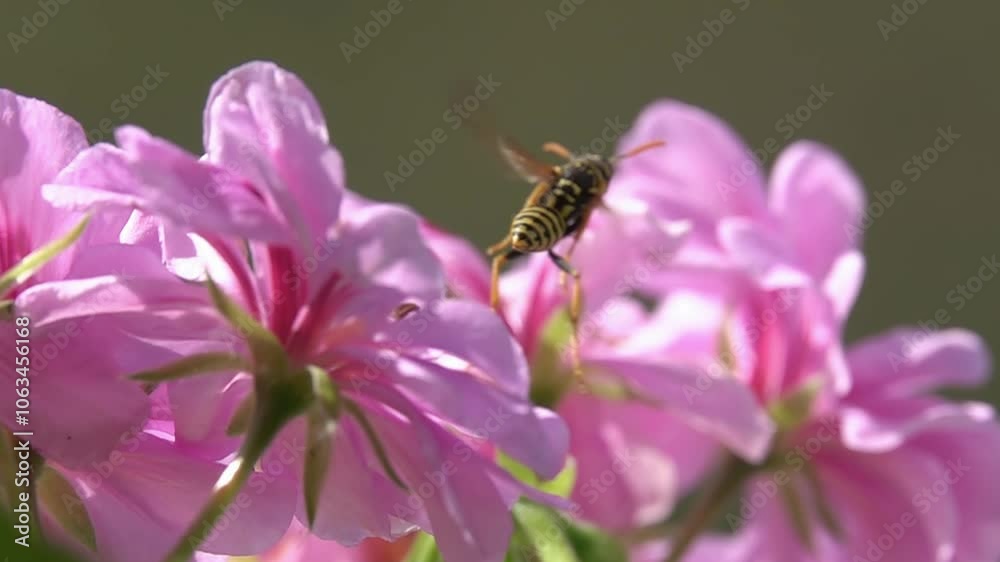 Wasp bee, on rose flowers. Pink flower. Flying slow-motion
Wasp bee, on rose flowers. Pink flower. Flying slow-motion