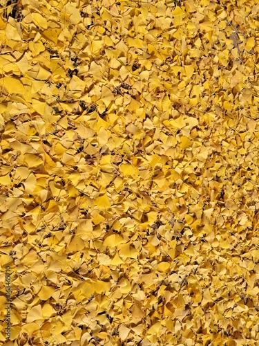 Golden Carpet of Fallen Ginkgo Leaves photo