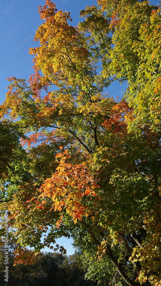 Naklejka premium Autumn Leaves on Tree Branches Against Clear Blue Sky