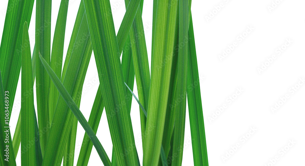 Grass leaves on a transparent background PNG Grass leaves on a transparent background PNG