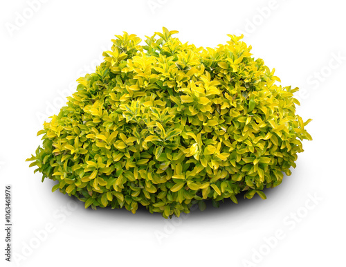 Fresh goldish shrub plant on transparent background PNG