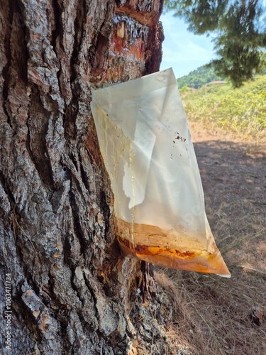 Resin extraction and collection from a pine tree in Greece for the production of Retsina wine. photo