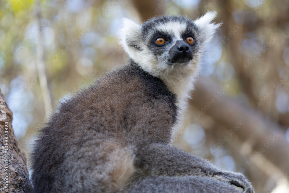 Obraz premium Anja Community Reserve