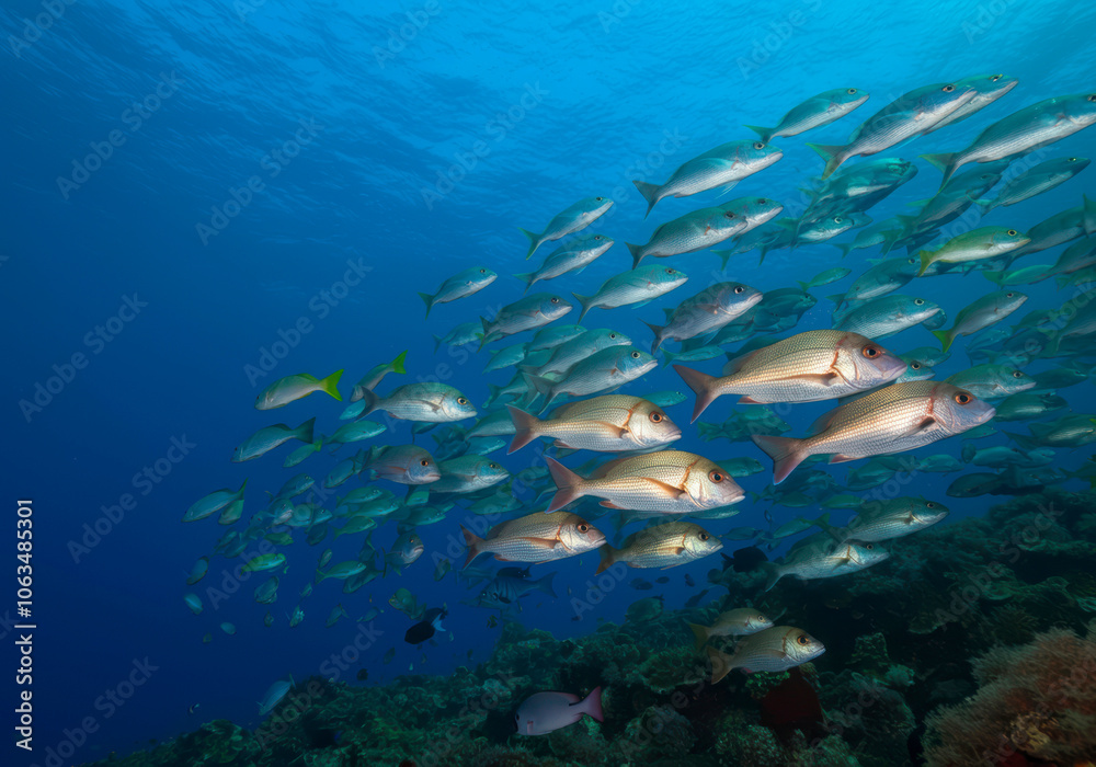Fototapeta premium Snapper fish school. Shoal of fish in sea. Fish in ocean.