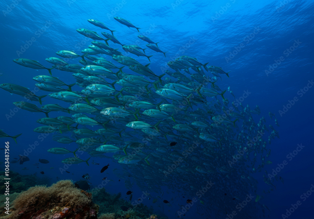 Fototapeta premium Large school of fish is swimming in the ocean