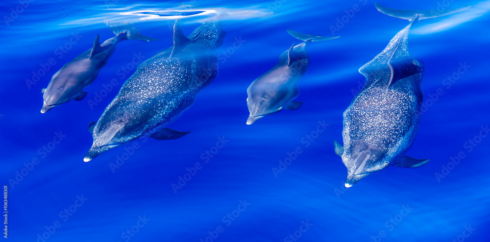 Fototapeta premium A view of a pod of dolphins swimming below the surface of the sea of the island of San Miguel in the Azores in summertime