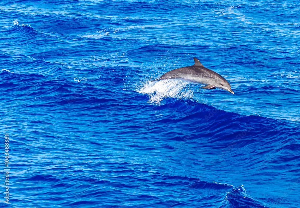 Obraz premium A view of a dolphin jumping over a boats wake of the island of San Miguel in the Azores in summertime