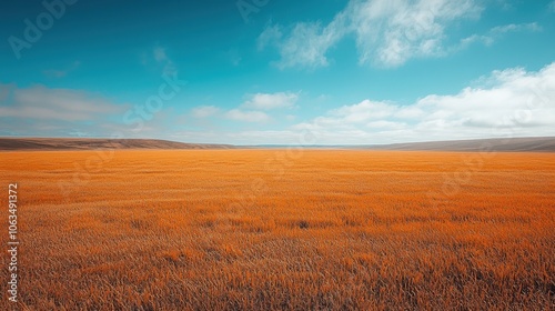 Fototapeta Naklejka Na Ścianę i Meble -  Golden Grass Field Under Blue Sky With Clouds Rural Nature Landscape