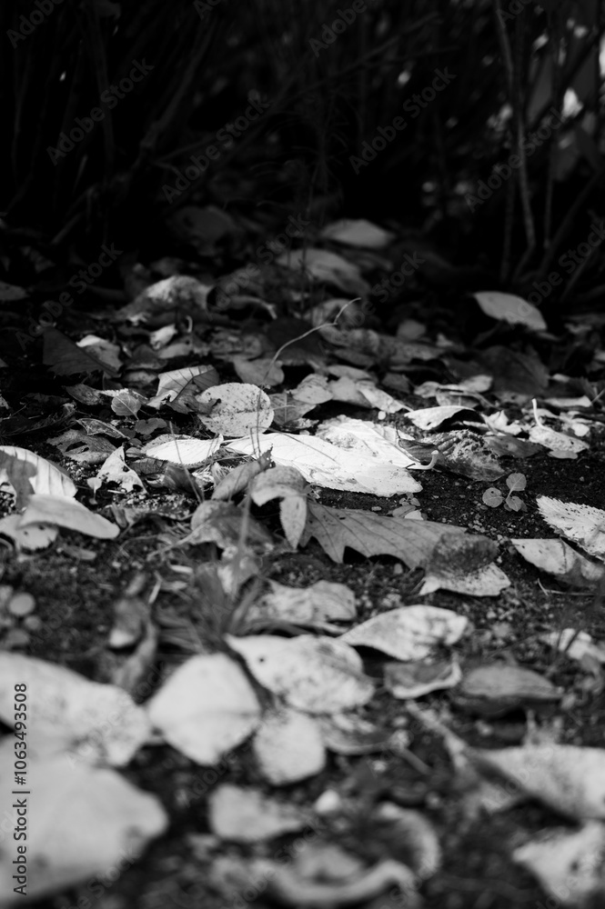 Fototapeta premium autumn leaves in water