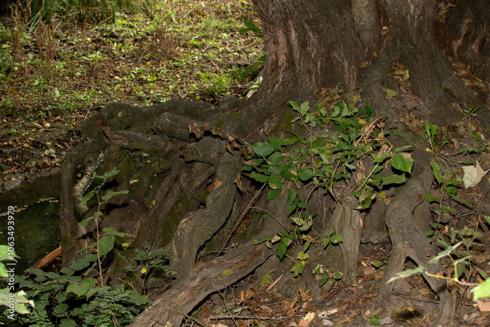 Roots of tree in forest Roots of tree in forest
