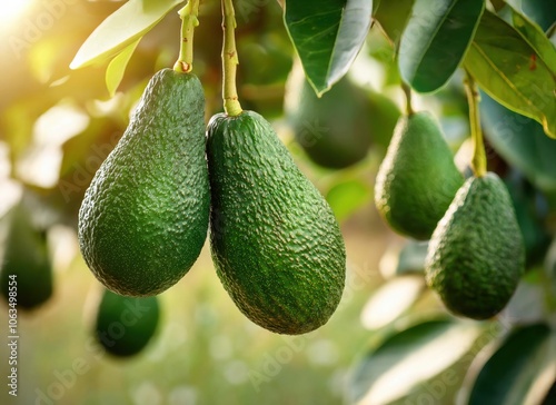 avocado hanging on tree, green fruit