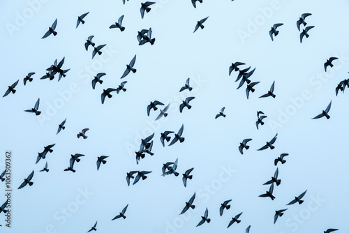 Canvas Print flock of birds