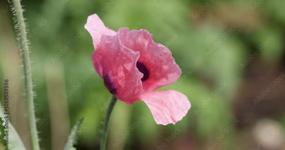 Pink poppy flower gently moving in the wind Pink poppy flower gently moving in the wind