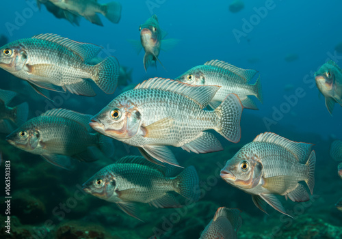 Group of nile tilapia fish swimming in the ocean photo