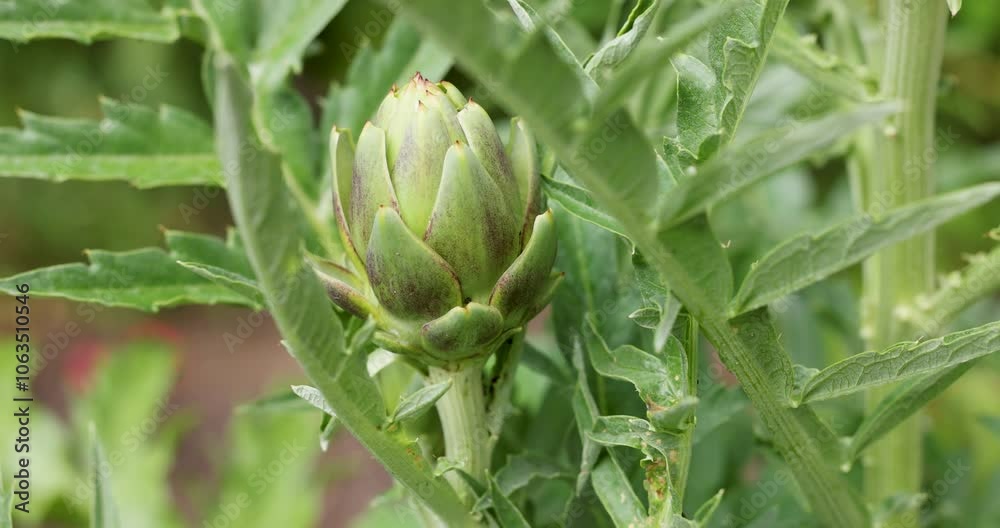 Artichoke growing slowly in garden close up Artichoke growing slowly in garden close up