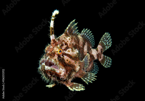 Hairy Angler fish isolated on black background, Caulophryne Polynema photo