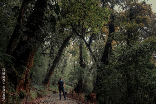 Enchanted Forest with Lone Adventurer