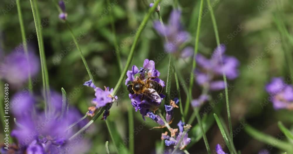 Honey bees actively pollinating lavender flowers in a picturesque garden setting Honey bees actively pollinating lavender flowers in a picturesque garden setting