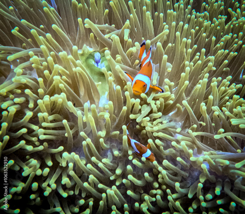 Clownfish live symbiotically with sea anemones, gaining protection from predators while providing food scraps to the anemone. Their bright colors signal this unique bond.






 photo