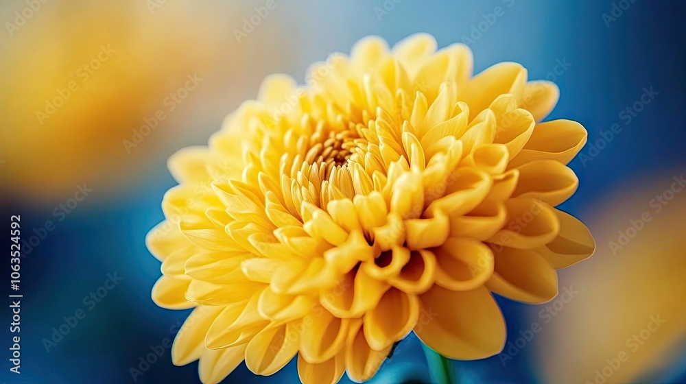 Macro photo capturing the essence of a blooming yellow chrysanthemum flower, radiating warmth and color in an autumnal atmosphere, with ample copy space for design needs. Macro photo capturing the essence of a blooming yellow chrysanthemum flower, radiating warmth and color in an autumnal atmosphere, with ample copy space for design needs.